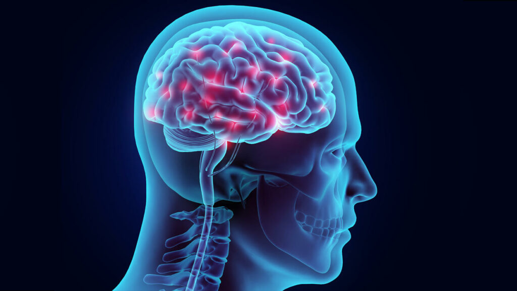 Νέα έρευνα από το ΙΤΕ ανατρέπει τα δεδομένα στη λειτουργία του εγκεφάλου - Media