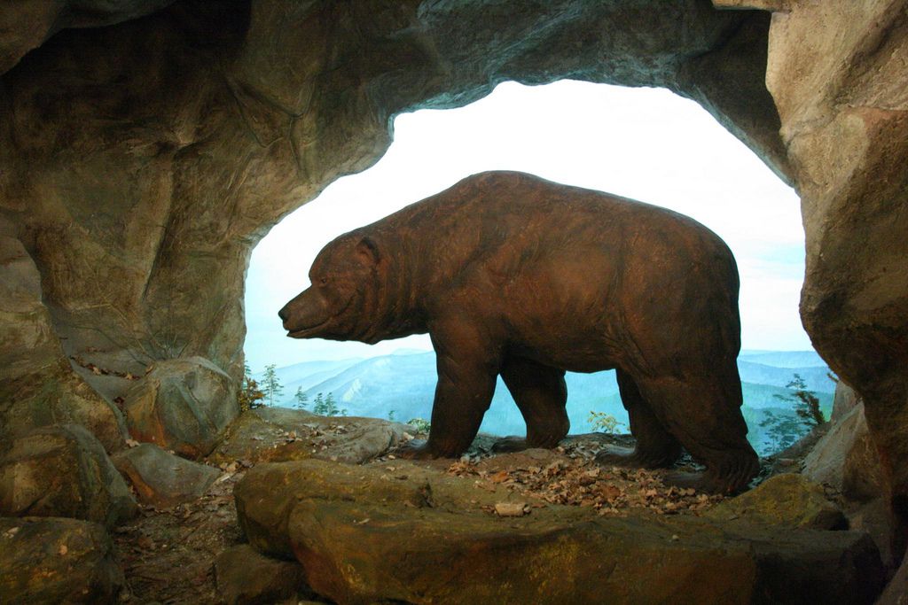 Ο άγνωστος πόλεμος ανθρώπου-αρκούδας στην προϊστορική Ευρώπη – Νικητής ο Homo Sapiens - Media
