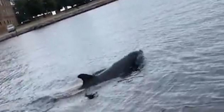 Παιχνιδιάρικο δελφίνι πετά στον αέρα μέδουσα (Video) - Media