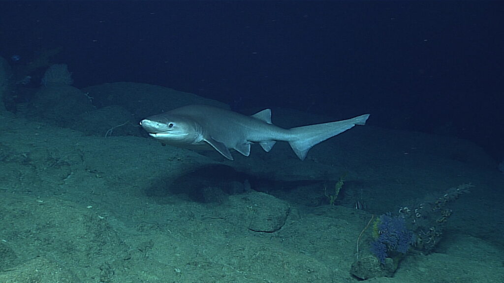 «Tέρας» στους βυθούς - Αρχαίος καρχαρίας επιτίθεται σε βαθυσκάφος (Video) - Media