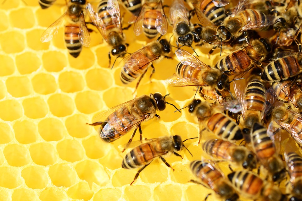 500 εκατομμύρια μέλισσες πέθαναν τους τελευταίους 3 μήνες στην Βραζιλία - Media