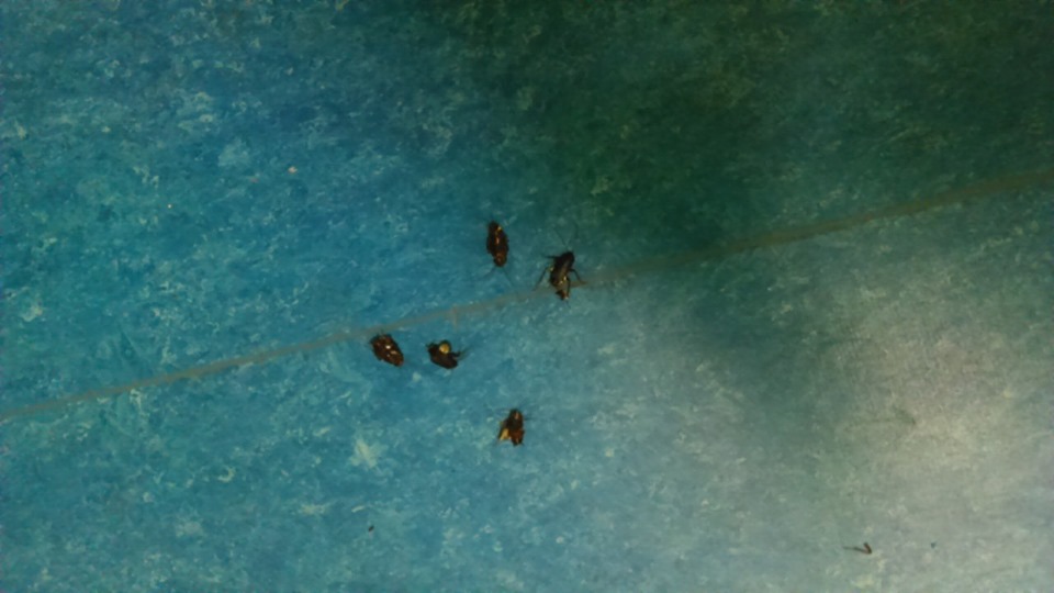 Εικόνες ντροπής: Κατσαρίδες στο νοσοκομείο Ξάνθης (Photos) - Media