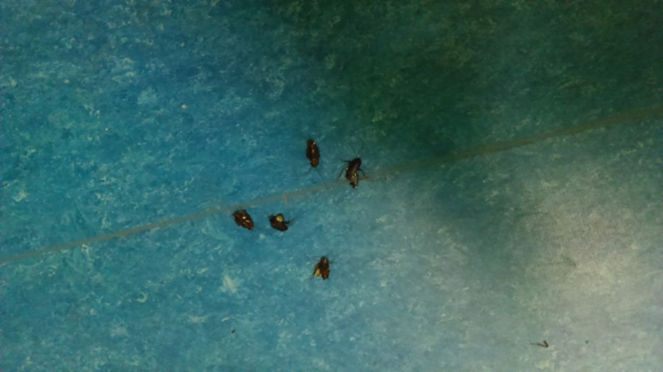 Εικόνες ντροπής: Κατσαρίδες στο νοσοκομείο Ξάνθης (Photos) - Media