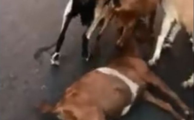 Βοσκός δίνει σε κατσίκα το φιλί της ζωής κι εκείνη ξαναζωντανεύει! (Video) - Media