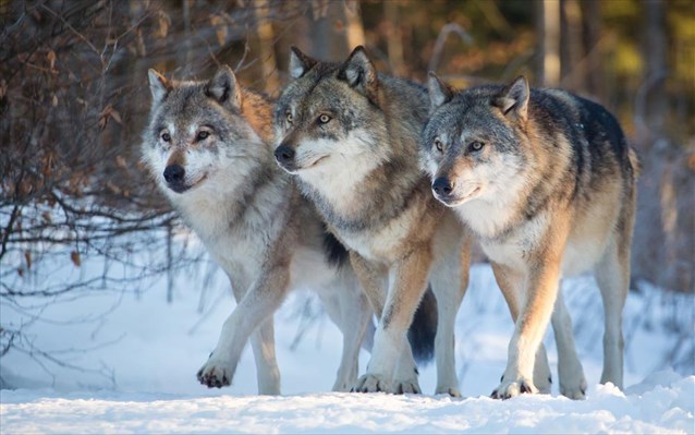 Βόλος: Κοπάδι λύκων κατέβηκε στο Πήλιο - Media