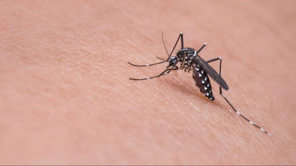 Ιός του Δυτικού Νείλου: Δείτε σε ποιες περιοχές της Ελλάδας κυκλοφορούν μολυσμένα κουνούπια - Media