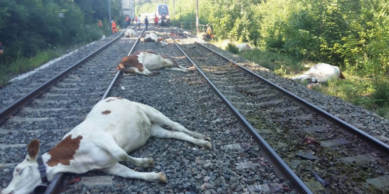 Τρένο στη Γαλλία «χτύπησε» κοπάδι με 60 αγελάδες (Photo) - Media