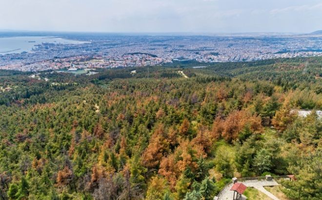 Κινδυνεύει το Σέιχ Σου - Με αργούς ρυθμούς η κοπή των ξηραμένων δέντρων από το φλοιοφάγο έντομο - Media