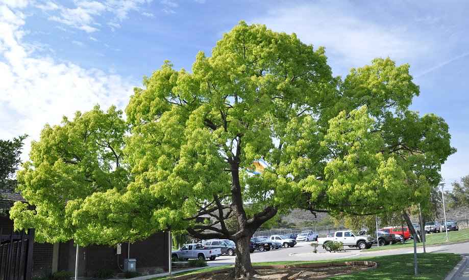 Γρεβενά: Τον σκότωσε το δέντρο που… έκοβε - Media