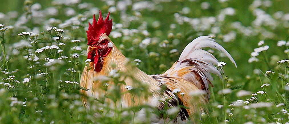 Ηλικιωμένη πέθανε γιατί τη τσίμπησε κόκκορας  - Media
