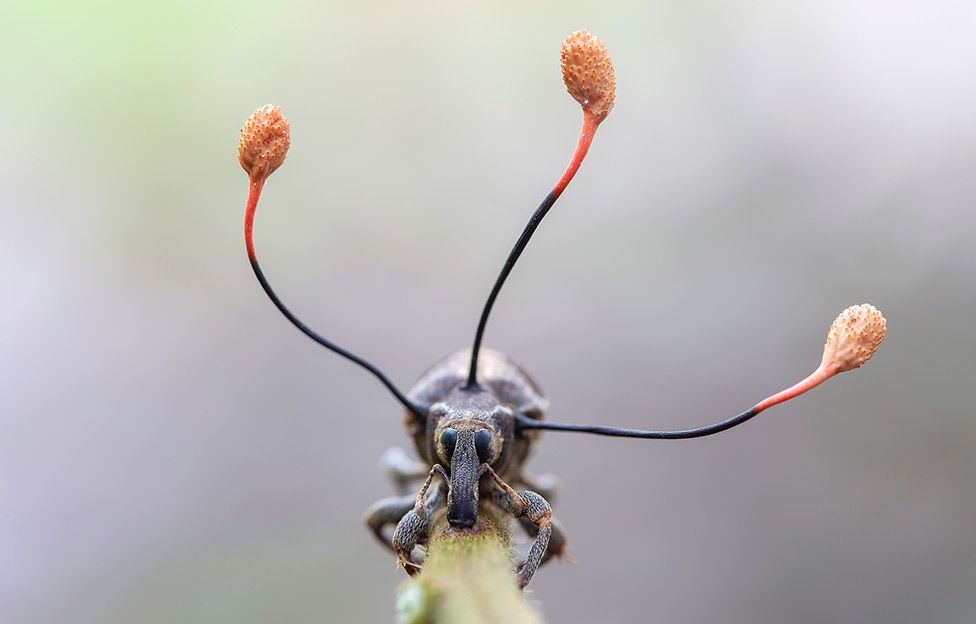 Ο μύκητας «ζόμπι»: Το παράσιτο που αναγκάζει τα έντομα να σκαρφαλώνουν για να πεθάνουν - Media