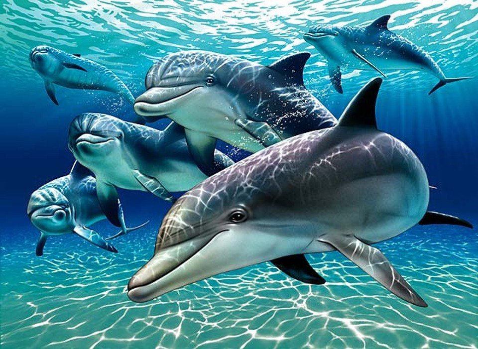 «Κοκτέιλ ρύπων» απειλεί τα δελφίνια της Μάγχης - Media