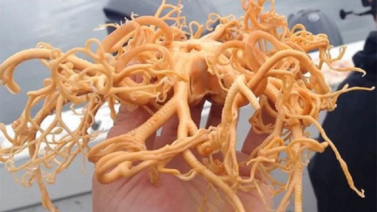 Πλάσμα βγαλμένο από το «Alien» βρέθηκε στην Αλάσκα (Video) - Media