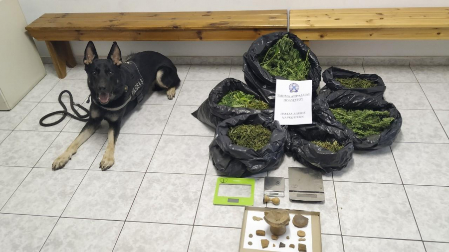 Θεσσαλονίκη: Καρέ - καρέ η στιγμή που αστυνομικός σκύλος εντοπίζει ναρκωτικά και αρχαία κρυμμένα σε μαντρί (Video) - Media
