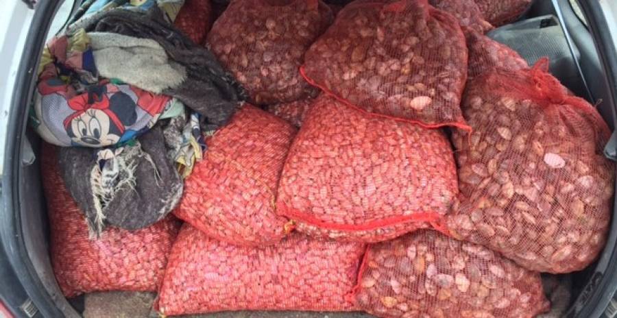 Καβάλα: Μετέφερε μισό τόνο ακατάλληλα όστρακα σε όχημα χωρίς ψυγείο! - Media