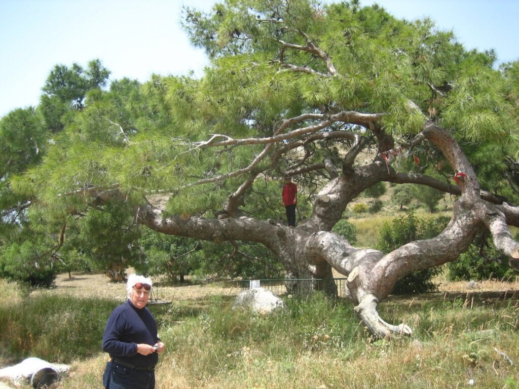 Το 40% των ειδών δένδρων στην Ευρώπη απειλούνται με εξαφάνιση - Media