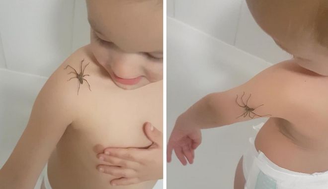 Γενναίος 3χρονος αφήνει αράχνη «γίγαντα» να περπατήσει πάνω του - Media