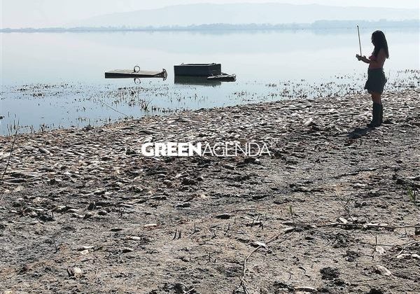 Στερεύει η λίμνη Κορώνεια - Χιλιάδες νεκρά ψάρια σαπίζουν κάτω από τον καυτό ήλιο (Photos/Videos) - Media