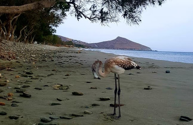 Ένα μικρό φλαμίνγκο εμφανίστηκε την Τήνο (Photos-Video) - Media