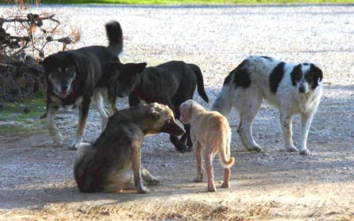 Χανιά: Αγέλη αδέσποτων επιτέθηκε σε ποδηλάτη - Βρέθηκε σε απόσταση αναπνοής (Photos) - Media