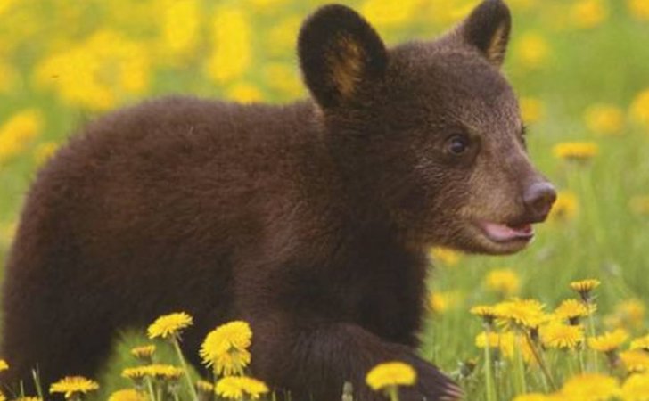 Συμμαχία ΜΚΟ για την επιχείρηση διάσωσης παγιδευμένης αρκούδας - Media