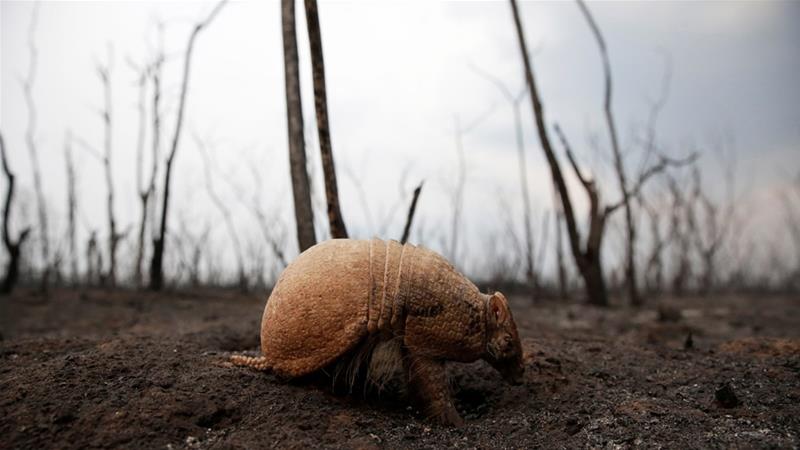 Βολιβία: Τουλάχιστον 2,3 εκατομμύρια άγρια ζώα πέθαναν στις πυρκαγιές - Media