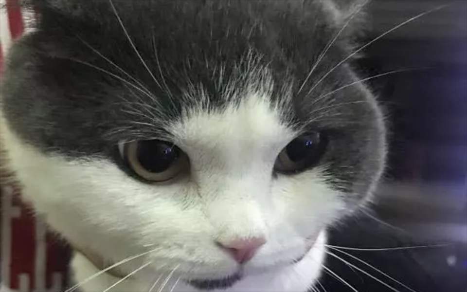 Κίνα: Κλωνοποιήθηκε για πρώτη φορά μια γάτα - Media