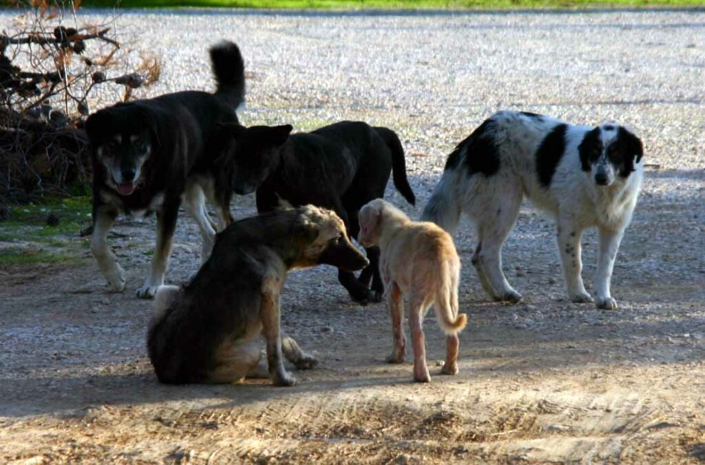 Κτηνωδία: Δολοφόνησαν 26 σκυλιά στη Φλώρινα - Εφιαλτικές εικόνες - Media