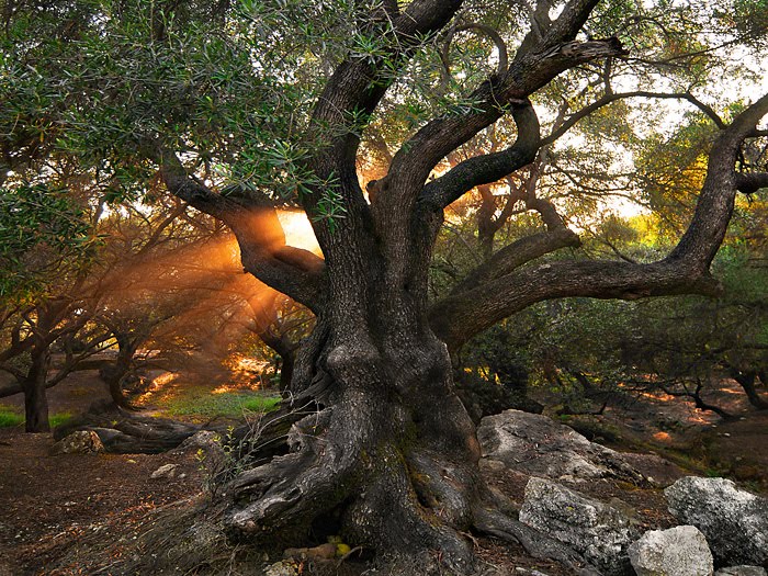 Κάτι κινείται στον κερκυραϊκό ελαιώνα - «Ξαναζωντανεύουν» οι ελιές μετά την «μονοκαλλιέργεια» του τουρισμού - Media