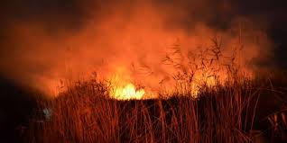 Πυρκαγιά σε δασική έκταση στο Αγιονόρι Κορινθίας - Συναγερμός στην Πυροσβεστική  - Media