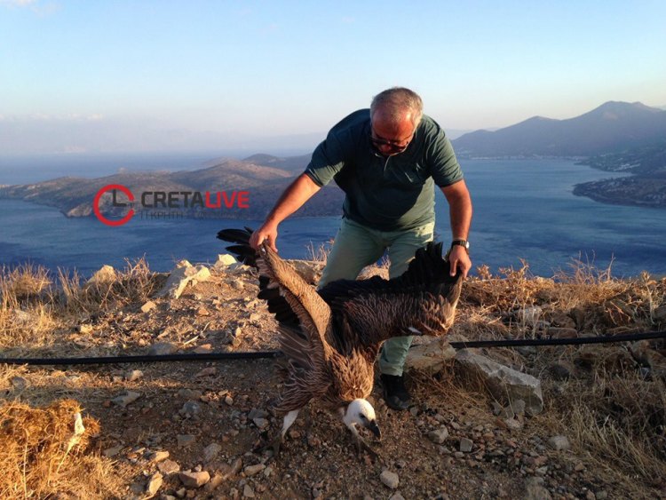 Έσωσαν γύπα που είχε χάσει τον προσανατολισμό του (Photo) - Media