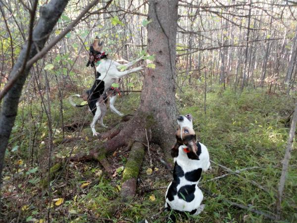 Σκύλοι Κουνχάουντ κατασπάραξαν την ιδιοκτήτριά τους (Photo) - Media