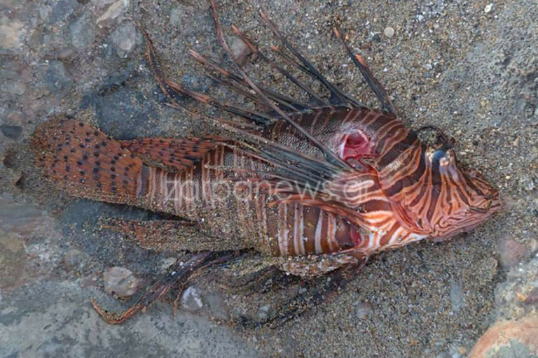 Αναστάτωση και πανικός σε παραλία των Χανίων: Εμφανίστηκε λεοντόψαρο, το ψάρι-δολοφόνος (Photos) - Media