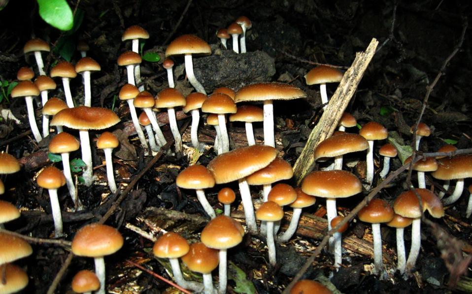 Την συνέλαβαν γιατί μετέφερε παραισθησιογόνα …μανιτάρια  - Media