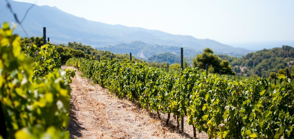 Τα σταφύλια... της οργής: Η πορεία των τιμών σε σταφύλια και σταφίδα - Media