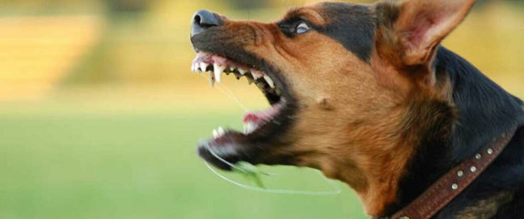 Χανιά: Αδέσποτος σκύλος επιτέθηκε σε 14 μηνών κοριτσάκι - Ο παππούς της απέτρεψε τα πολύ χειρότερα (Σκληρές Photos) - Media