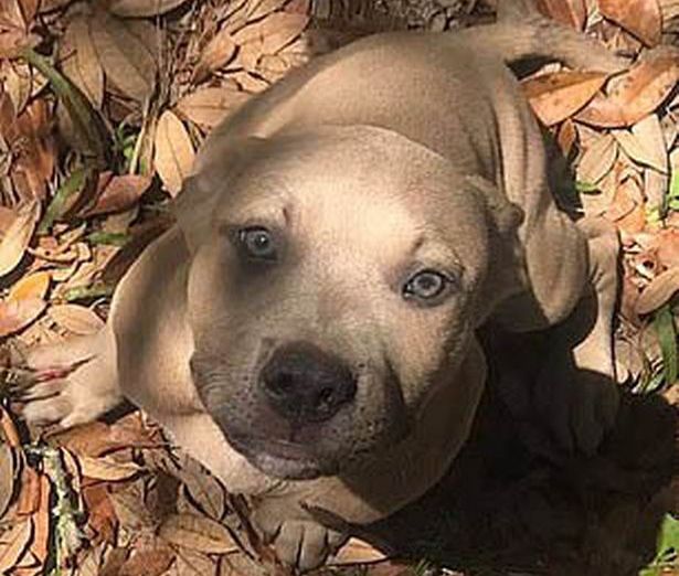 Η θυσία του σκύλου: Πιτ μπουλ πεθαίνει σε μάχη με φίδι για να σώσει παιδιά - Media