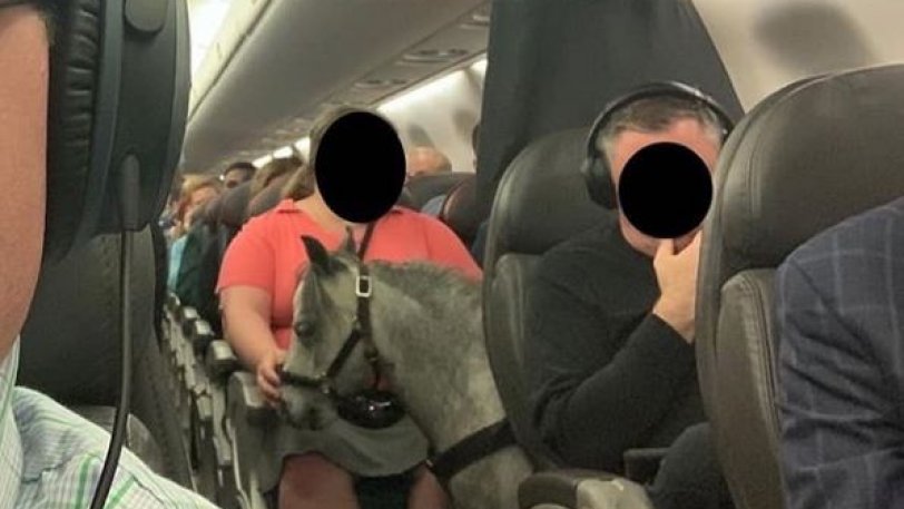 Ταξίδευε με το αεροπλάνο και πήρε μαζί της και το… μικρό της πόνι (Video) - Media