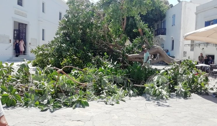 Πάρος: Δέντρο καταπλάκωσε άνδρα στην είσοδο της Εκατονταπυλιανής (Photo) - Media