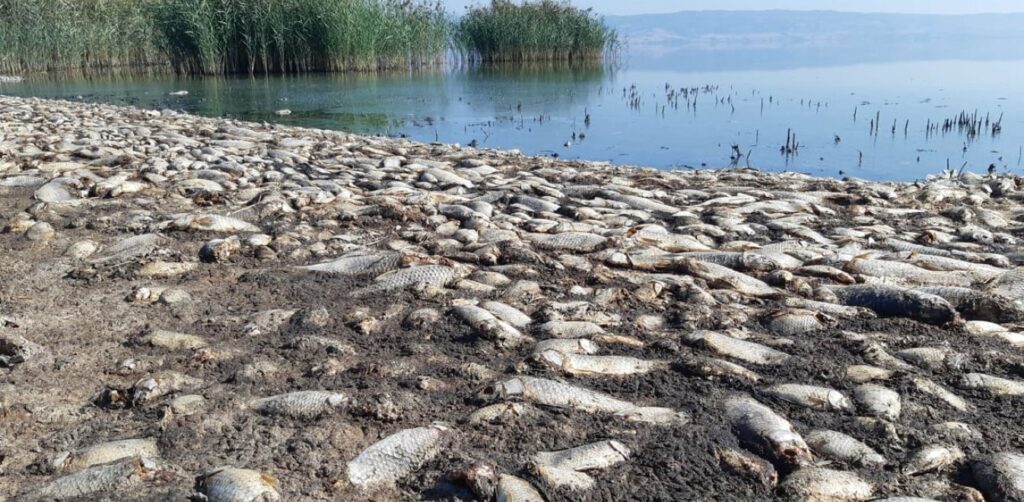 Χιλιάδες νεκρά ψάρια - SOS εκπέμπει η λίμνη Κορώνεια (Photos) - Media