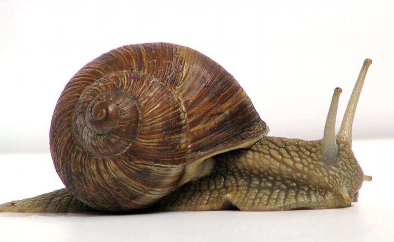 Αντί για...χοχλιούς «μάζεψε» 27 μήνες φυλακή - Media