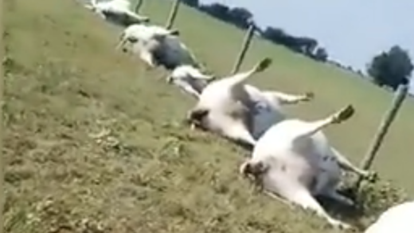 Κεραυνός σκότωσε ταυτόχρονα 23 αγελάδες (video) - Media