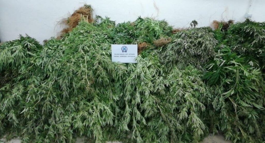 Αλεποχώρι: Η ΕΛ.ΑΣ. ξερίζωσε τρεις χασισοφυτείες με 2.303 δενδρύλλια  - Media