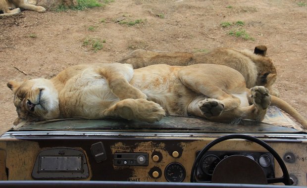 Τα 10 ζώα που δεν κοιμούνται ποτέ (Photos) - Media