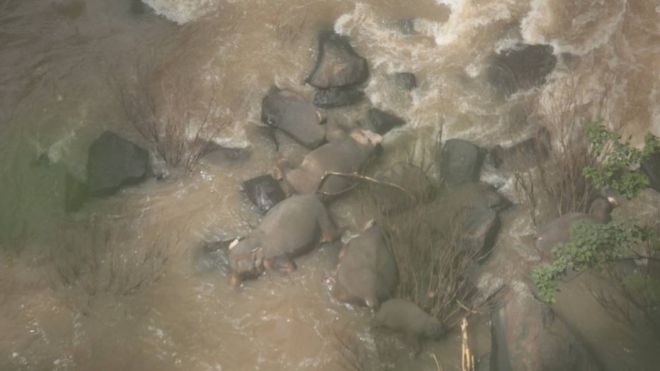 Θλιβερό: Έξι ελεφαντάκια σκοτώθηκαν προσπαθώντας να σώσουν το ένα το άλλο (Video) - Media