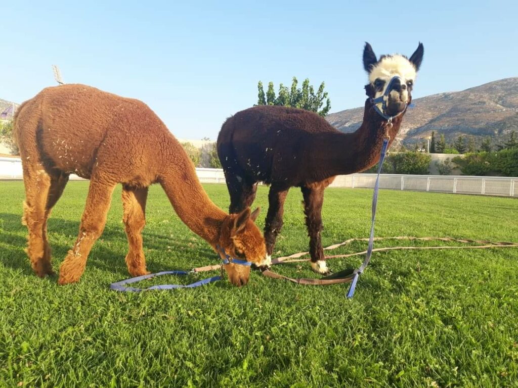Markopoulo Park: Η δράση ξεκινά στις 13:00 την Κυριακή με έξι συναρπαστικές κούρσες - Media