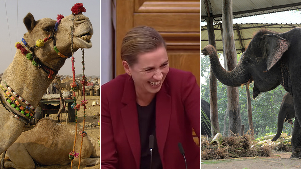 Γέλια στο κοινοβούλιο της Δανίας: «Ελέφαντας δεν μπορούσε να αποχωριστεί τον καλύτερό του φίλο, μια καμήλα» (Video) - Media