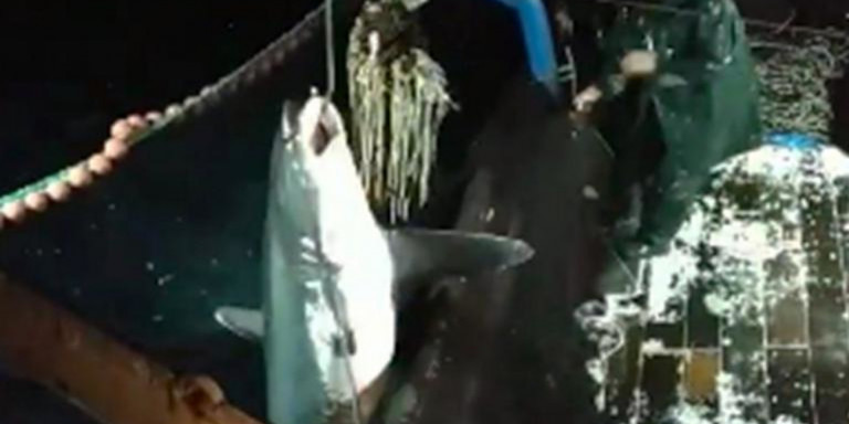 Ψάρεψαν καρχαρία 200 κιλών στην Καβάλα (Video) - Media