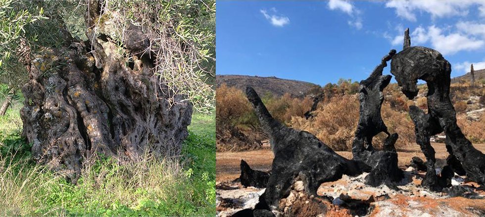 Ζάκυνθος: Έγιναν κάρβουνο πανάρχαια ελαιόδεντρα με περίμετρο 15 μέτρων! (Photos)  - Media