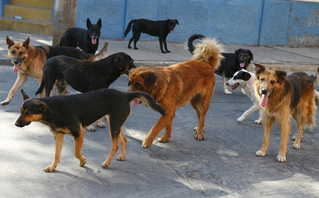 Επίθεση αδέσποτων σκυλιών σε γυναίκα στη Λαμία- Την έριξαν κάτω και της έσκισαν τα ρούχα - Media
